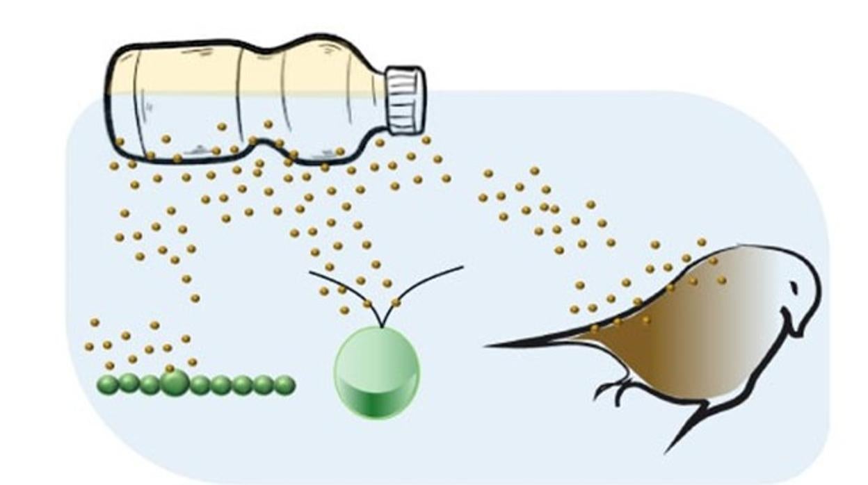 Los plásticos biodegradables también se degradan y afectan a la naturaleza