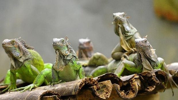 Florida pide a sus vecinos que «maten todas las iguanas que puedan»