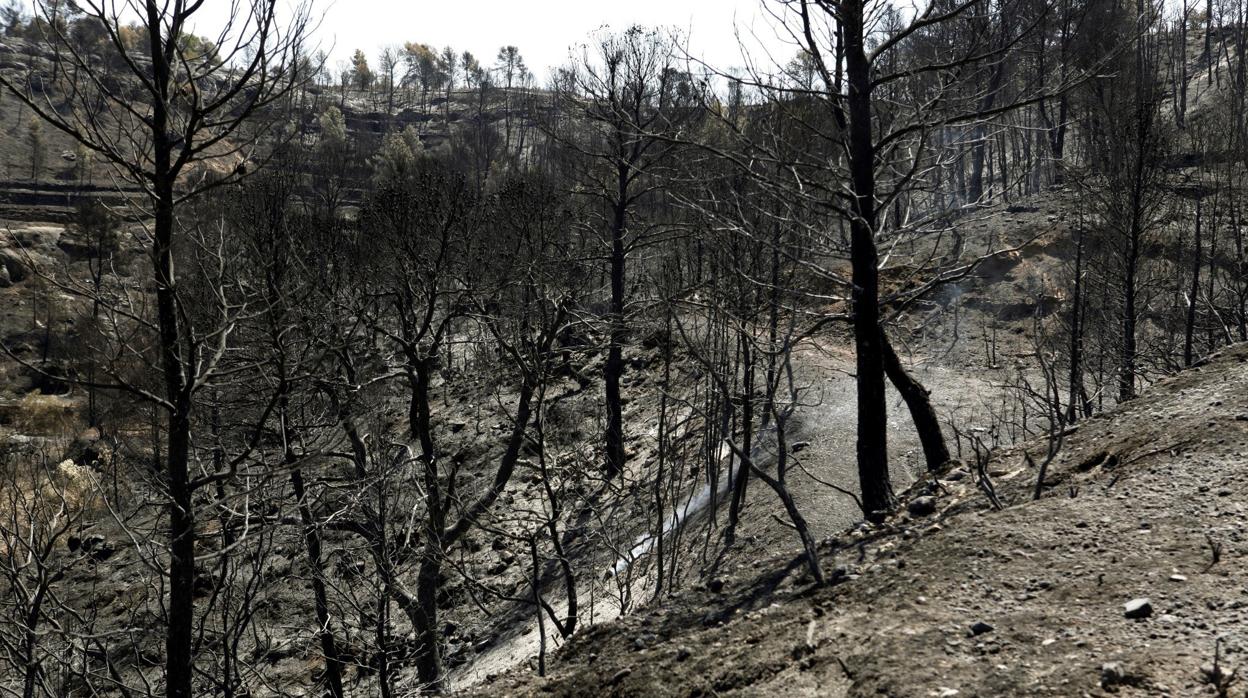 Aspecto de una zona afectada por el incendio de Tarragona