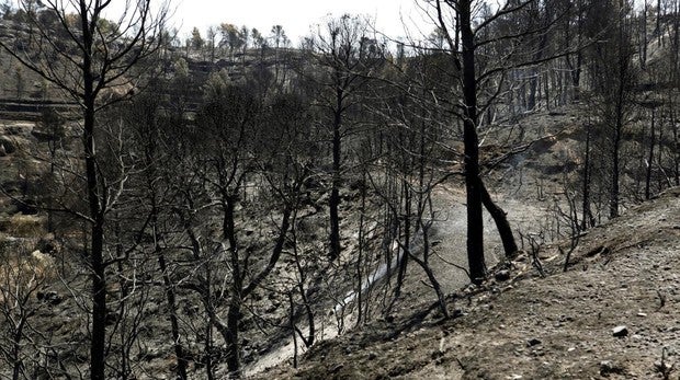 Los delitos por incendios forestales han aumentado un 140% en lo que va de año