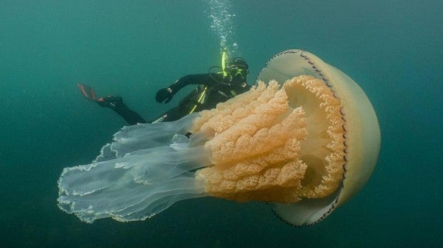 Encuentran una medusa gigante del tamaño de una persona