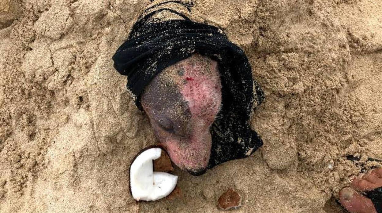 Hallan enterrada viva en una playa de Hawai a una perra que había sido agredida salvajemente por su dueño