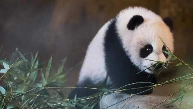 Un oso panda sufre una descarga eléctrica en el zoo de Edimburgo frente a los visitantes