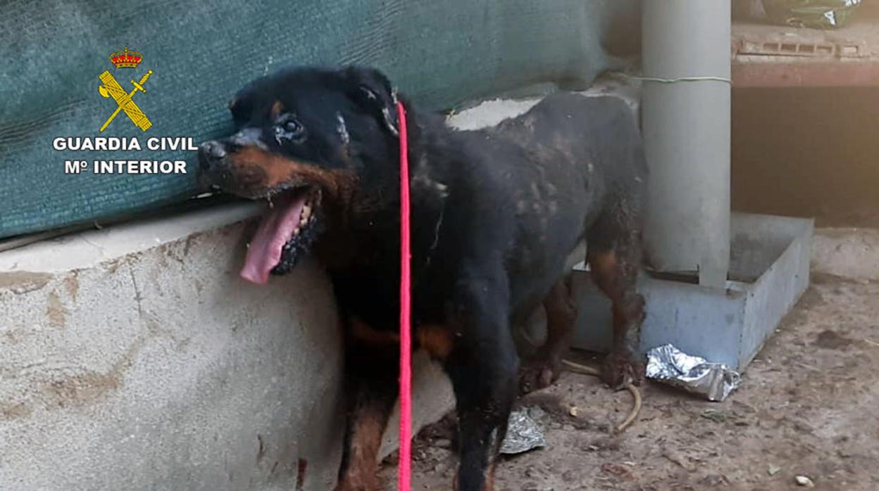 El deplorable estado en el que se encontraba el animal abandonado