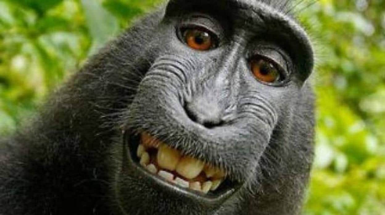 Selfie de un mono