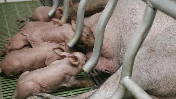 Cazadores piden al Gobierno «todos los recursos» para impedir que el virus de la peste porcina llague a España