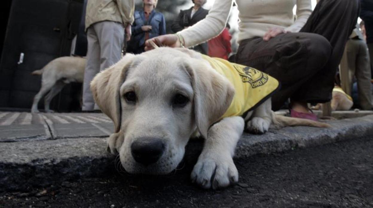 Imagen de archivo de un labrador