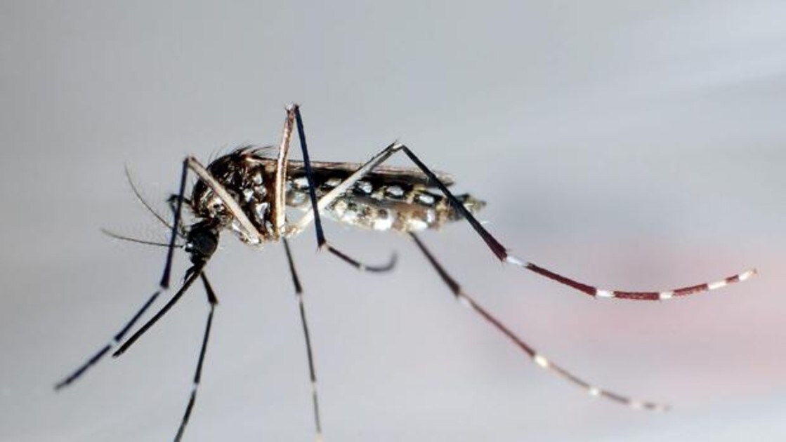 El dengue es transmitido por la picadura del mosquito Aedes aegypti