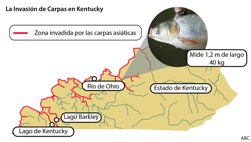 La Invasión de Carpas en Kentucky