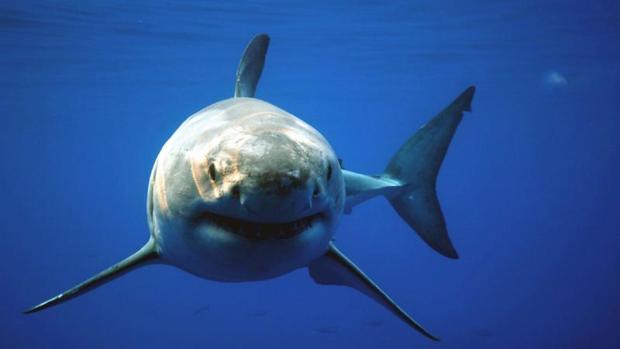 Tres ataques de tiburón en la misma playa en 24 horas