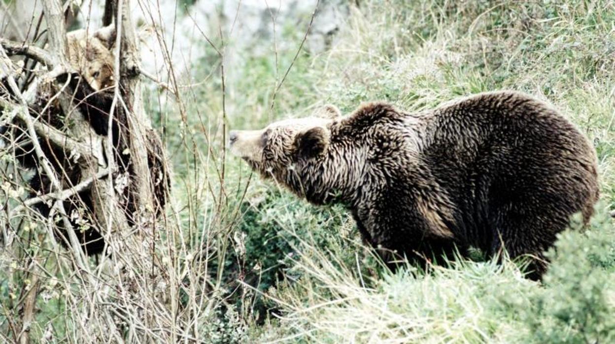 Fotografía de un oso pardo