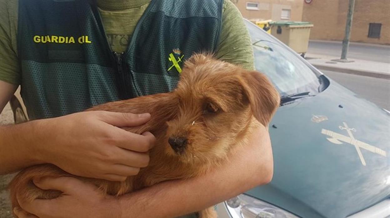 Cachorro que los dos investigados arrojaron al río en Funes