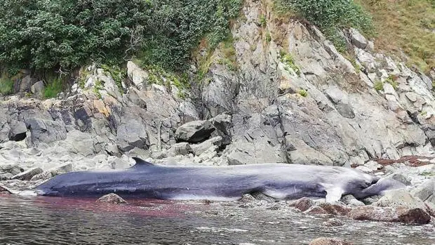 Muere una ballena de 16 metros varada en la costa asturiana