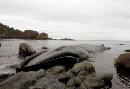 Muere una ballena de 16 metros varada en la costa asturiana