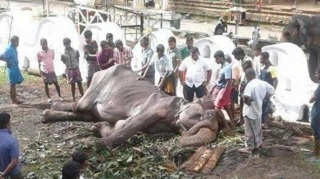 Tikiri, la elefante hembra de 70 años, se derrumba por el agotamiento después de que se le obligó a caminar por millas por las calles de Kandy en Sri Lanka