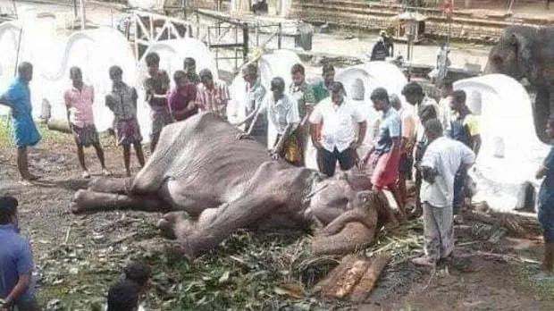 El elefante demacrado «Tikiri» colapsa en el suelo al borde de la muerte en Sri Lanka