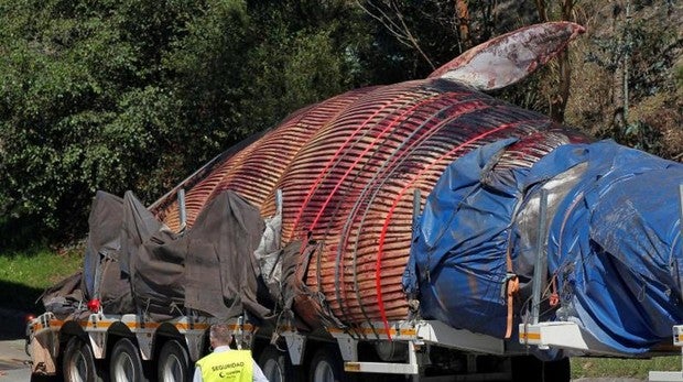 Las impactantes imágenes del traslado de la ballena varada en Asturias