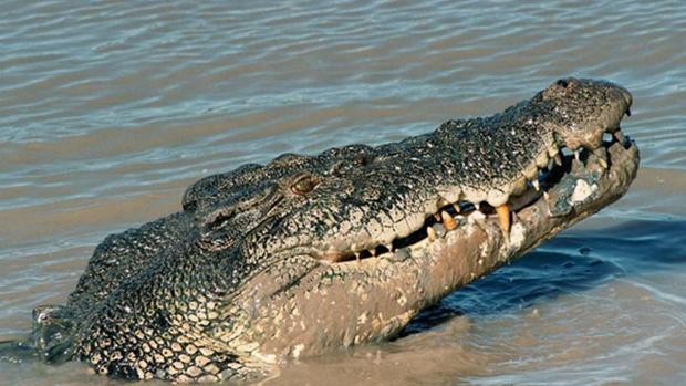 Un cocodrilo devora a un niño de diez años delante de sus hermanos