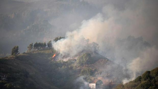 Desastre medioambiental: 150 endemismos afectados por el incendio de Gran Canaria