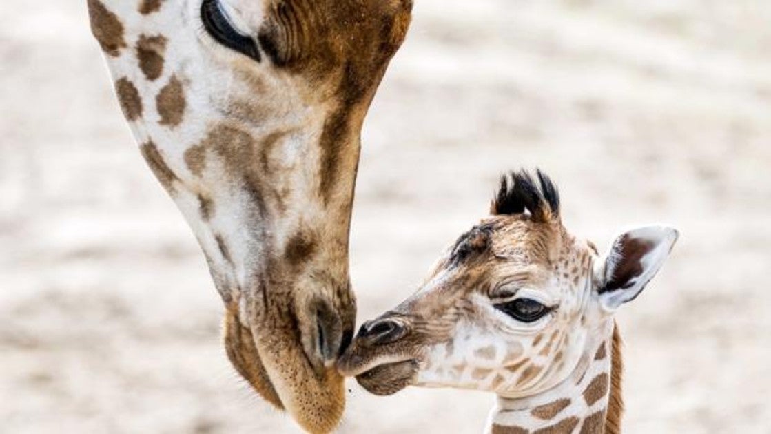 Una jirafa recién nacida junto a su madre