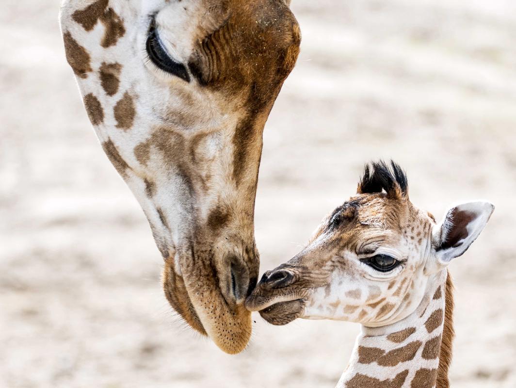 Restringen el comercio internacional de jirafas por primera vez en la  historia