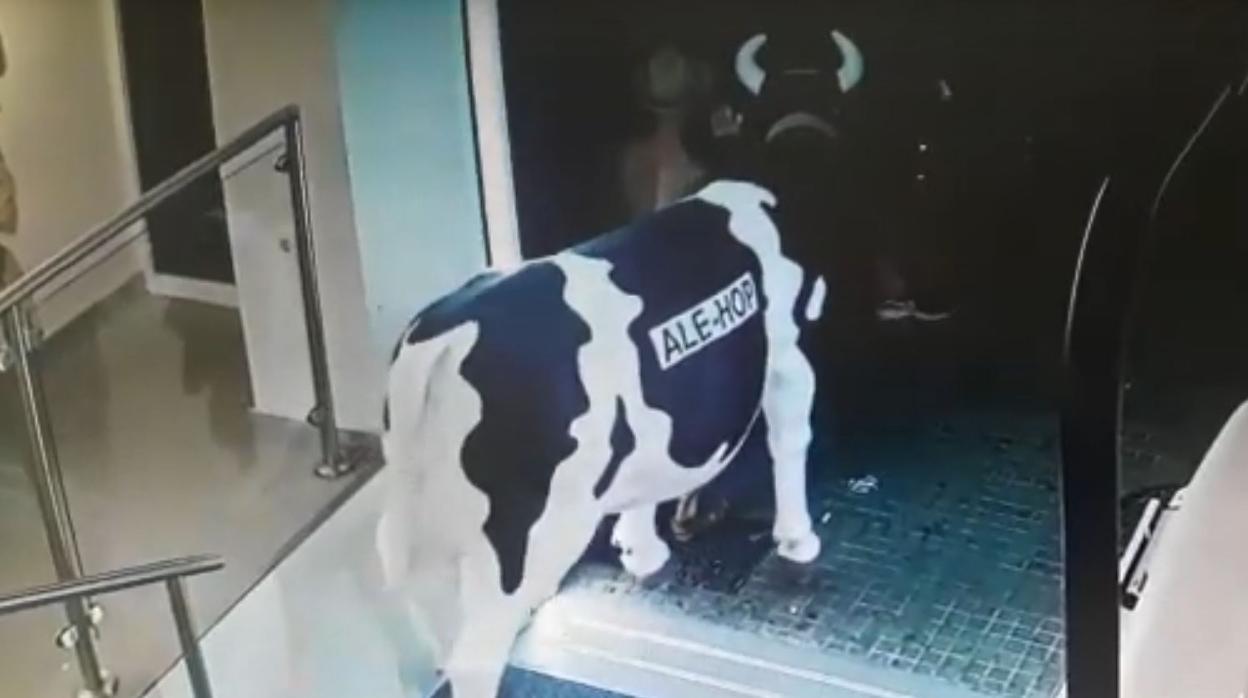 Detenido por intentar robar la réplica de una vaca de una tienda en Palma