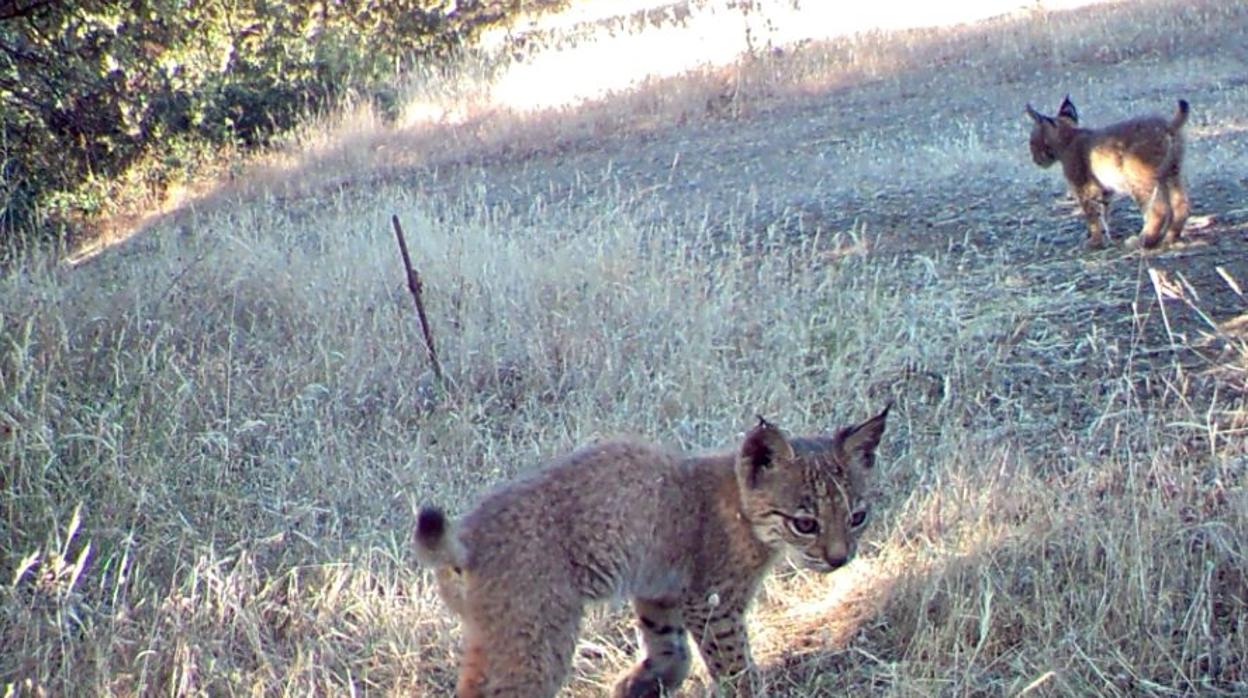 Los cachorros de lince ibérico en libertad