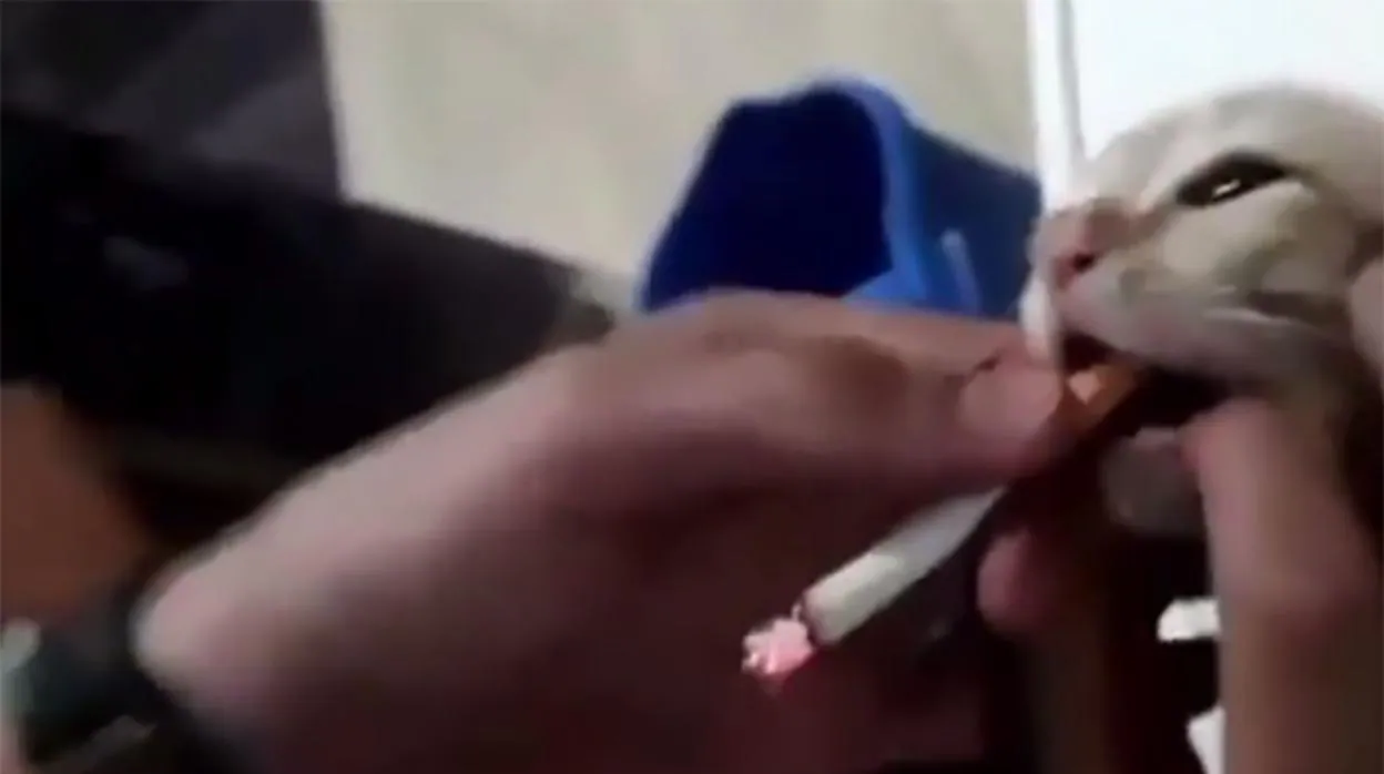 Captura del vídeo en la que se aprecia al gato con el cigarro en la boca