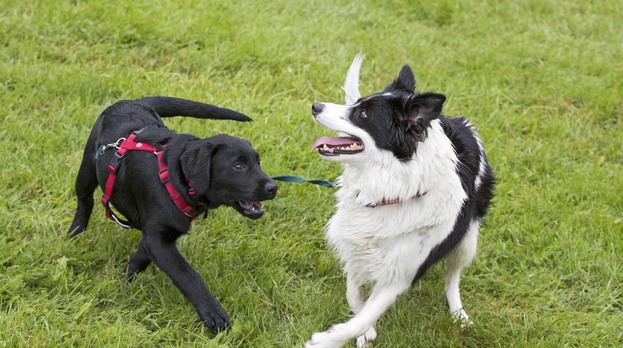 Daisy y Lotta, dos perros juegan en un parque público de Oslo