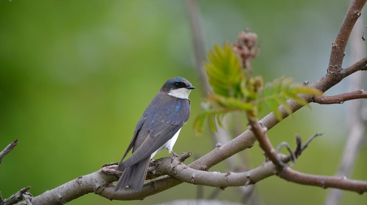 Golondrina