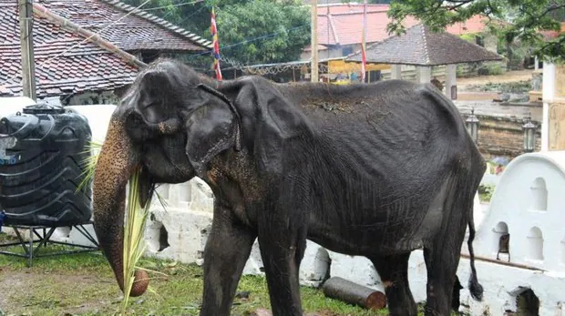 Muere «Tikiri», el esquelético elefante al que explotaron durante sus 70 años de vida
