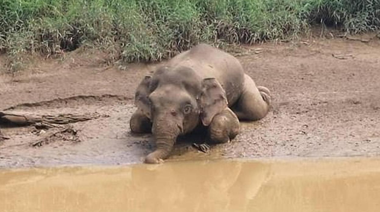 El elefante pigmeo que fue hallado muerto sobre el río