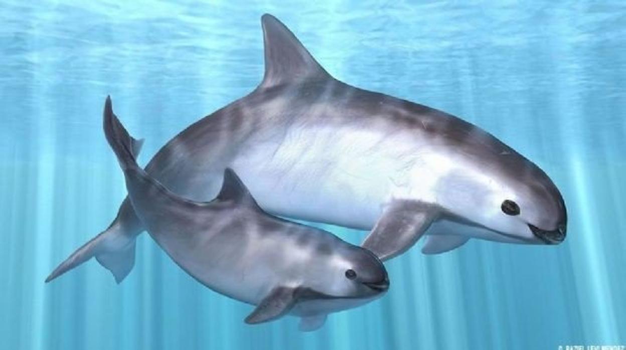 Vídeo sobre la vaquita marina