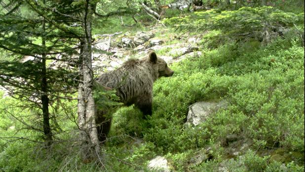 Osos al borde del desahucio