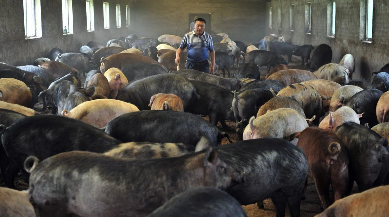 Granja de cerdos en China