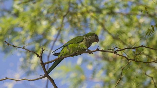 ¿Por qué hay que acabar con las cotorras argentinas?