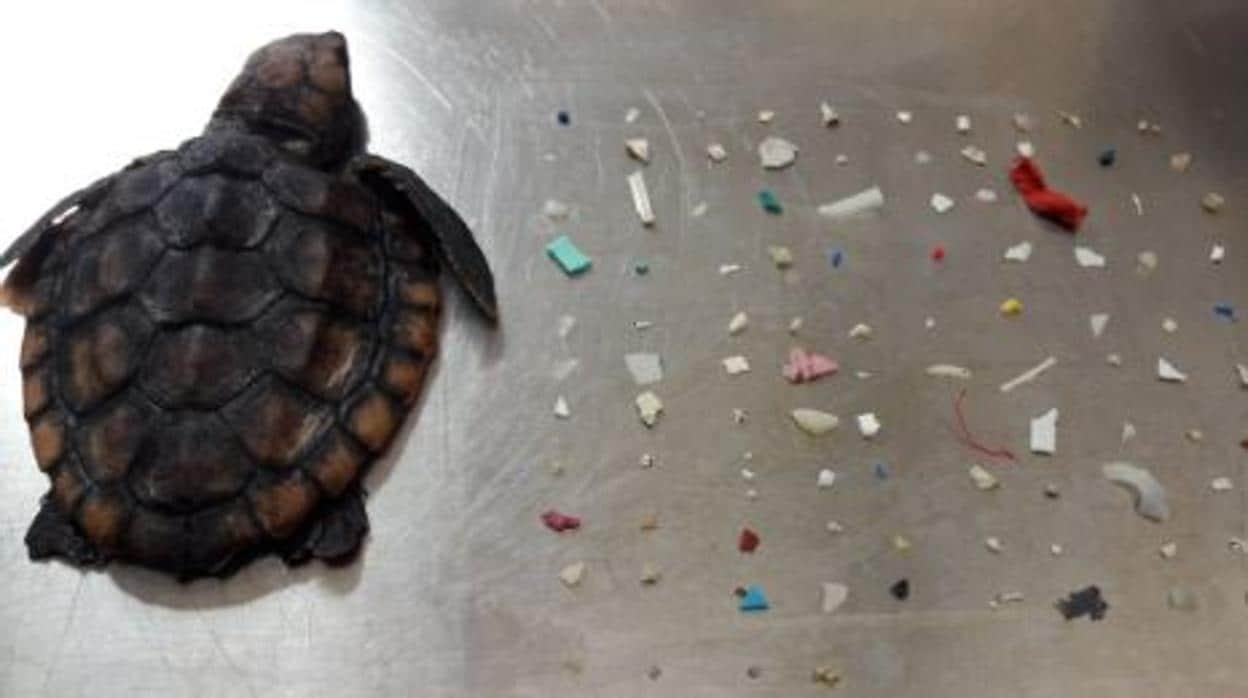Encuentran una tortuga bebé muerta con 104 trozos de plástico en su interior