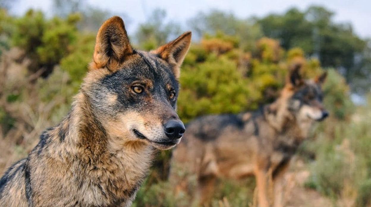 Fotografía facilitada por Ecologistas en Acción de lobos en libertad