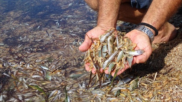 Los análisis del agua del Mar Menor descartan vertidos fecales antes de la muerte de miles de peces