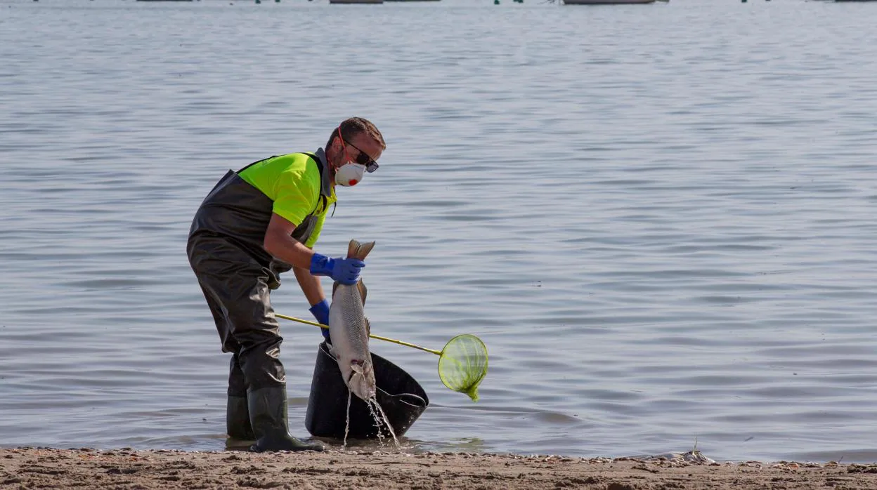 Un agente medioambiental recoge peces muertos, en la playa del Mar Menor,