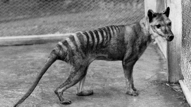 El tigre de Tasmania ha sido visto ocho veces pese a estar extinto desde 1936