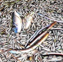 Peces muertos arrastrados hasta la costa hace unos días