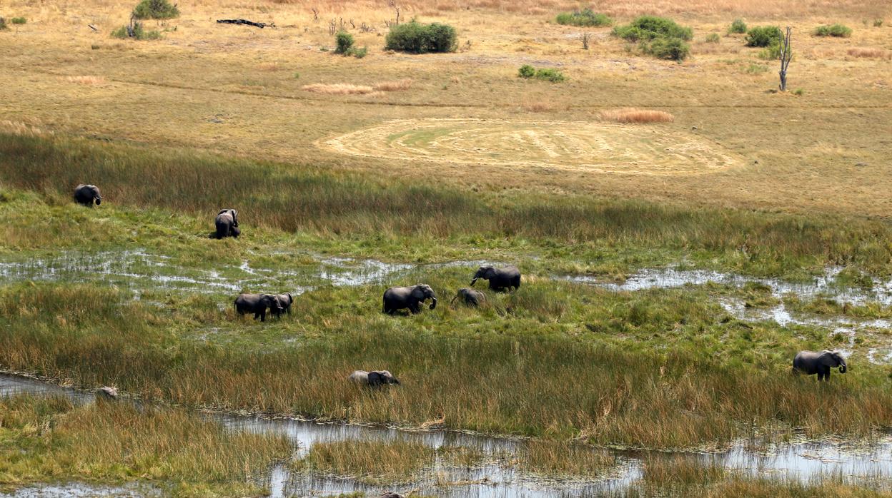 Vista de elefantes en Botsuana
