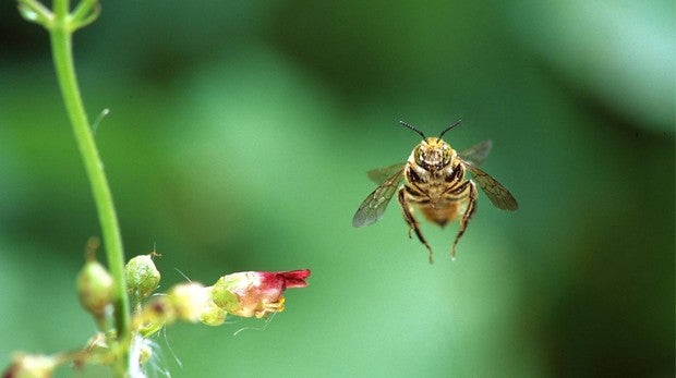 La Eurocámara reclama medidas más estrictas de control de pesticidas para proteger las abejas