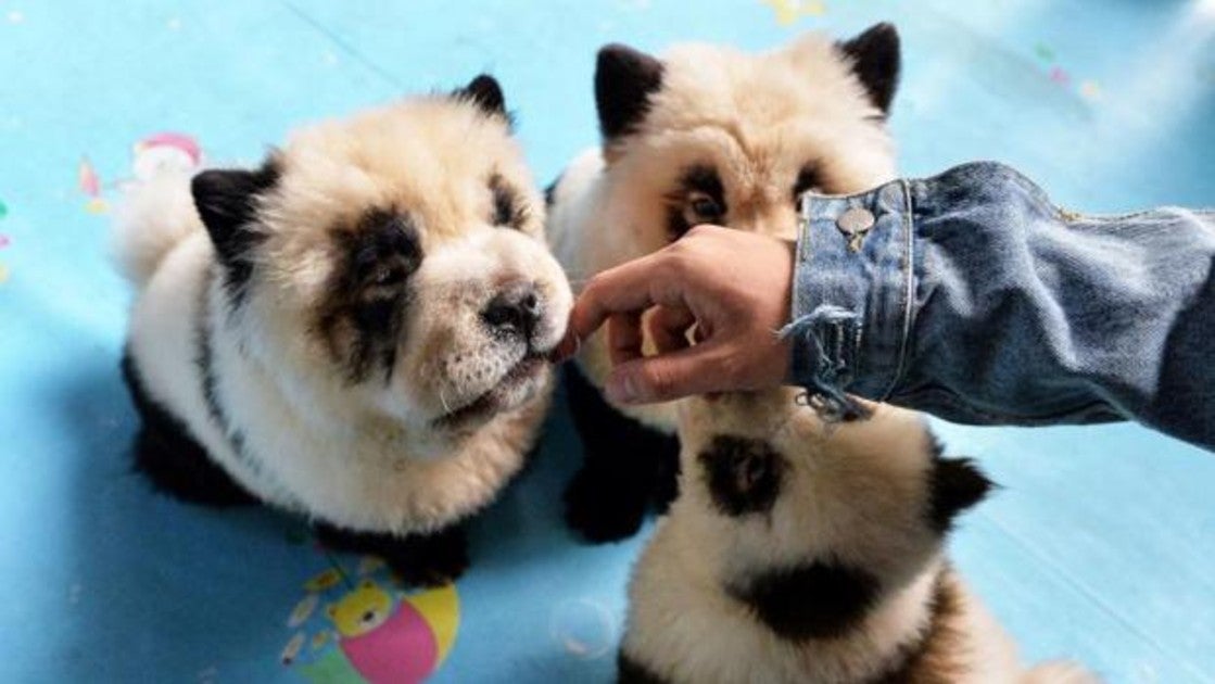 Los perros chow-chow teñidos como osos pandas