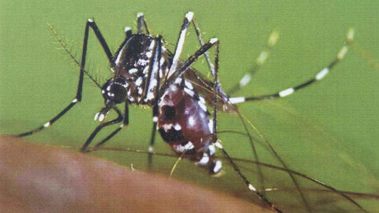 El mosquito tigre puede transmitir el zika y otras infecciones tropicales