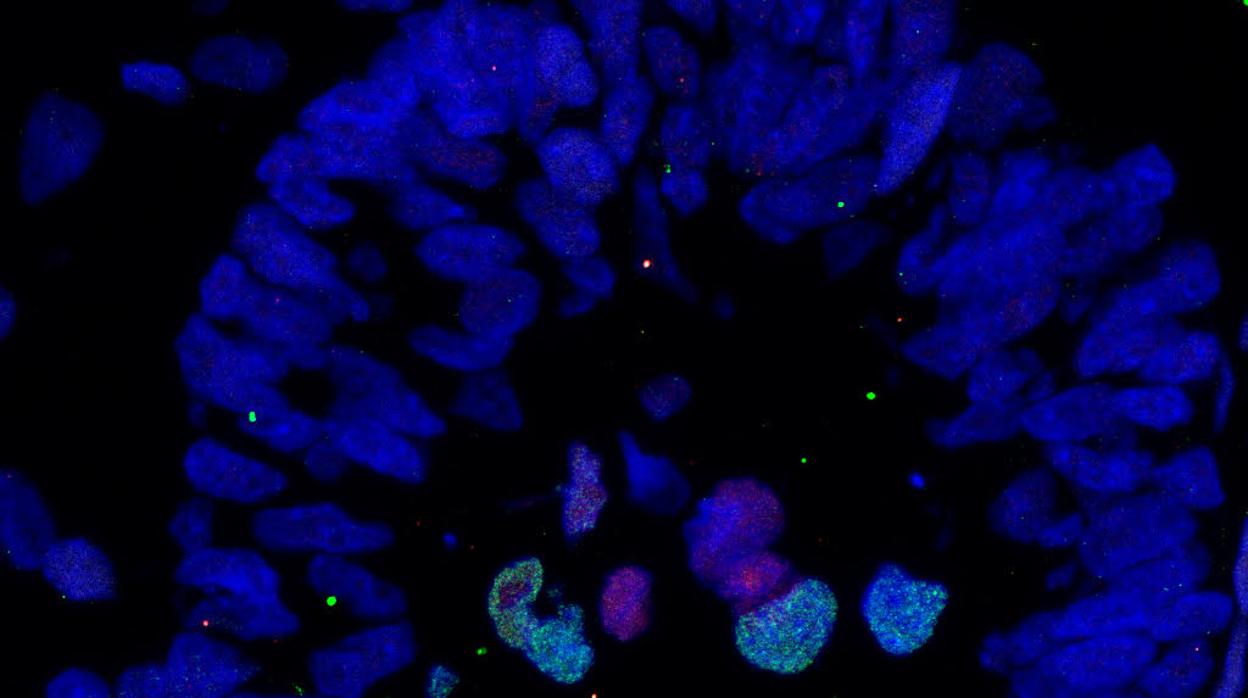 Embrión de mono al microscopio el día 17 tras su concepción INSTITUTO SALK/SCIENCE