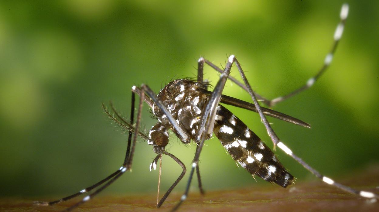 Imagen de archivo del mosquito tigre (Aedes albopictus)