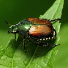 Escarabajo japonés: especie invasora que ataca más de una decena de cultivos, como el maíz, la soja o los manzanos