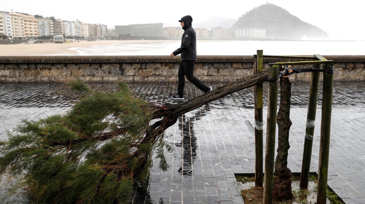 Un hombre pasa junto a un árbol roto por los fuertes rachas de viento junto a la playa de la Zurriola de San Sebastián